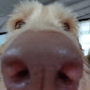 Meet your Posher, Tess